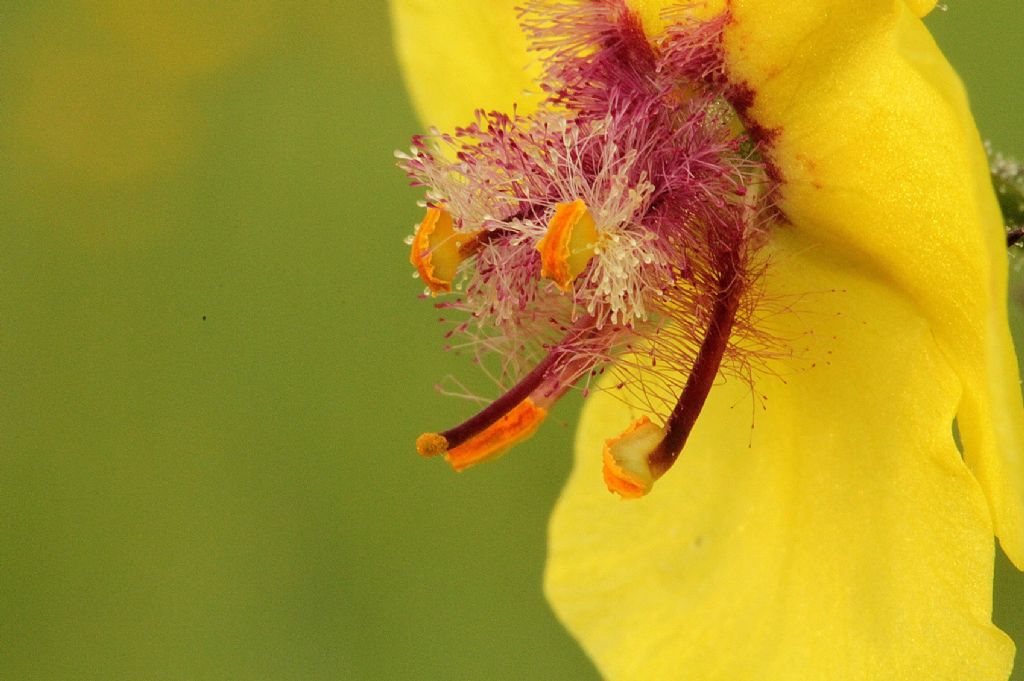 Verbascum blattaria / Verbasco polline